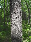 Prunus Serotina
